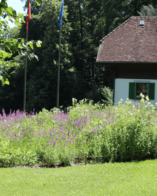 LAL – Kurse – Wildstauden Ein Wildstaudenbeet anlegen