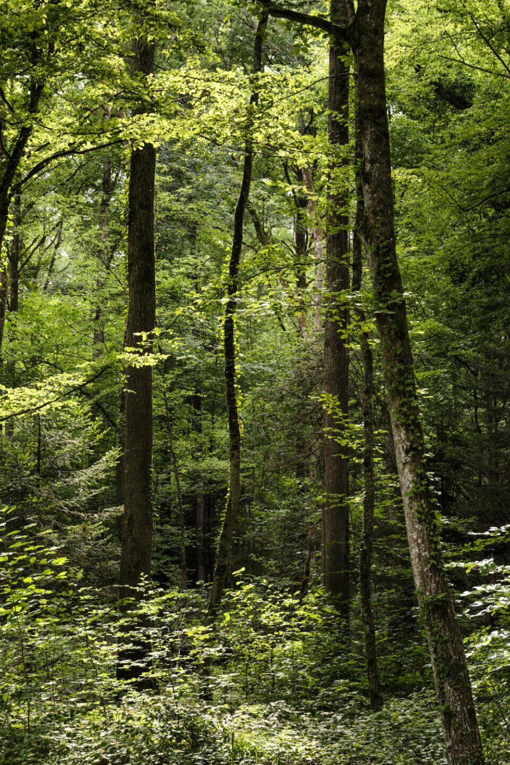 LAL – Kurse – Magische Waldmomente Magische Waldmomente