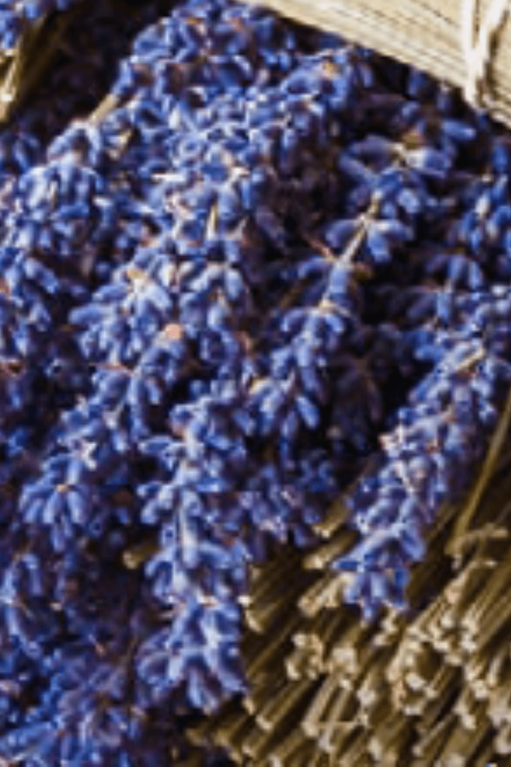 LAL – Kurse – Beruhigende Lavendelprodukte Beruhigende Lavendelprodukte