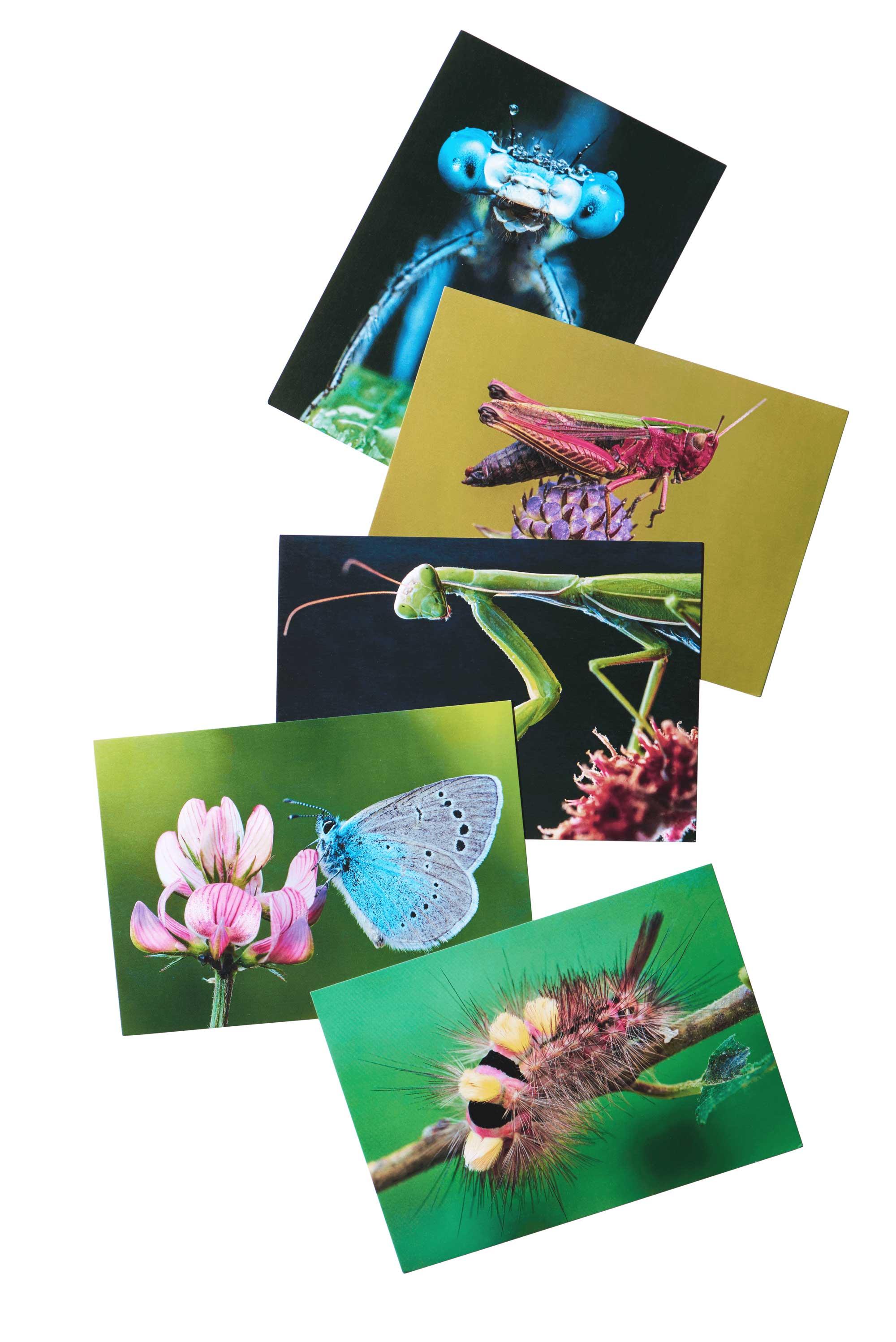 Postkarten-Set «Die schönsten Insekten der Schweiz»